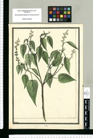 Croton [umbellatum] / Brunete. Original drawing from Ruiz & Pavón's Expedition (1777-1816)
