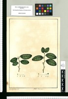 Croton ovale / Xav[ier] Cor[té]s y Alcoser del. Original drawing from Ruiz & Pavón's Expedition (1777-1816)