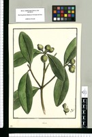 Clusia / Brunete. Original drawing from Ruiz & Pavón's Expedition (1777-1816)