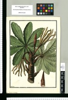Cecropia canescens / Galvez. Original drawing from Ruiz & Pavón's Expedition (1777-1816)