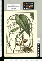 Smilax lanceolata / Brunete. Original drawing from Ruiz & Pavón's Expedition (1777-1816)