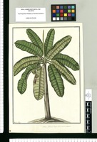 Musa, platano largo de la tierra o comun / Francisco Pulgar. Original drawing from Ruiz & Pavón's Expedition (1777-1816)