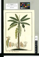Musa Vulgo Platano guineo. Original drawing from Ruiz & Pavón's Expedition (1777-1816)