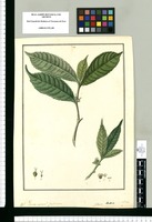 Celtis? genus novum? foetidum. Original drawing from Ruiz & Pavón's Expedition (1777-1816)