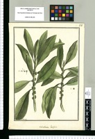 Caballeria latifolia / Brunete. Original drawing from Ruiz & Pavón's Expedition (1777-1816)