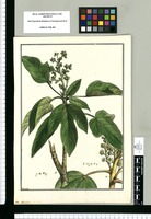 Aralia? [digitata] / Brunete. Original drawing from Ruiz & Pavón's Expedition (1777-1816)