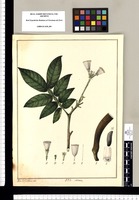 Mimosa [Inga edulis]/ Xav[ier] Cor[té]s y Alcoser del. Original drawing from Ruiz & Pavón's Expedition (1777-1816)