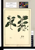 Pisonia ¿inermis? polygamia / José Gab[riel] Rivera del. Original drawing from Ruiz & Pavón's Expedition (1777-1816)