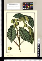Ficus / Fran[cis]co Pulgar. Original drawing from Ruiz & Pavón's Expedition (1777-1816)
