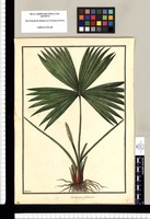 Carludovica palmata / Galvez. Original drawing from Ruiz & Pavón's Expedition (1777-1816)