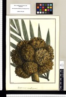 Phytelephas macrocarpa: vernacule (Pullipuntu) / Brunete. Original drawing from Ruiz & Pavón's Expedition (1777-1816)