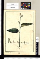 Thalia / Xavier Cortez del. Original drawing from Ruiz & Pavón's Expedition (1777-1816)