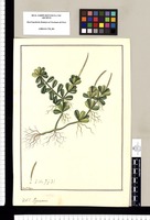 Peperomia [obcordata] / Fran[cis]co Pulgar. Original drawing from Ruiz & Pavón's Expedition (1777-1816)