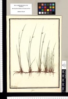 Cyperus / Ysidro Galvez. Original drawing from Ruiz & Pavón's Expedition (1777-1816)