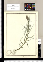 Poa? / Ysidro Galvez. Original drawing from Ruiz & Pavón's Expedition (1777-1816)
