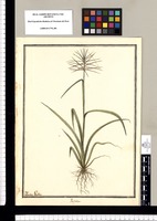Paspalum / Ysidro Galbez. Original drawing from Ruiz & Pavón's Expedition (1777-1816)