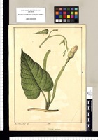 Convolvulus mechoacan / Xav[ie]r Cort[és] y Alco[ce]r del. Original drawing from Ruiz & Pavón's Expedition (1777-1816)