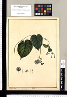 Convolvulus [verticillatus] / Xav[ier] Cort[és] y Alc[ocer] del. Original drawing from Ruiz & Pavón's Expedition (1777-1816)