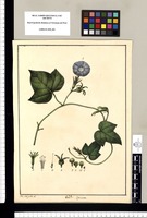 Ipomoea / Xav[ier] Cort[és] y Alc[ocer] del. Original drawing from Ruiz & Pavón's Expedition (1777-1816)