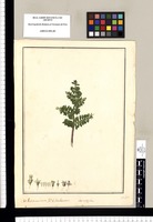 Stereoxylon: Indeterminata. V[ulgo] Chachacoma. Original drawing from Ruiz & Pavón's Expedition (1777-1816)