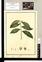 Achras [globosa] / J[osé] G[abriel] R[ivera] del. Original drawing from Ruiz & Pavón's Expedition (1777-1816)
