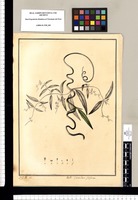 Cynanchum filiforme / J[osé] G[abriel] R[ivera] del. Original drawing from Ruiz & Pavón's Expedition (1777-1816)