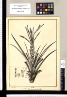 Bonapartea polystachya / Xav[ier] Cor[tés] y Al[cocer] del. Original drawing from Ruiz & Pavón's Expedition (1777-1816)