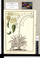Agave americana. Original drawing from Ruiz & Pavón's Expedition (1777-1816)