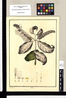 Combretum / J[osé] G[abriel] R[ivera] del. Original drawing from Ruiz & Pavón's Expedition (1777-1816)
