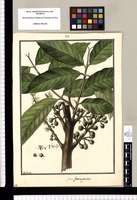 Guarea ferruginea / Galvez. Original drawing from Ruiz & Pavón's Expedition (1777-1816)