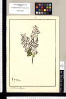 Vaccinium dependens / Fran[cis]co Pulgar del. Original drawing from Ruiz & Pavón's Expedition (1777-1816)