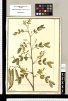 Cassia Tora L. / J[ose]ph Brunete. Original drawing from Ruiz & Pavón's Expedition (1777-1816)