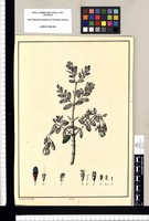 [Rhexia] / Xavier Cortés del. Original drawing from Ruiz & Pavón's Expedition (1777-1816)