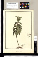 Melastoma sericea [sic]/ Brunete. Original drawing from Ruiz & Pavón's Expedition (1777-1816)