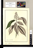 Melastoma / Fran[cis]co Pulgar. Original drawing from Ruiz & Pavón's Expedition (1777-1816)