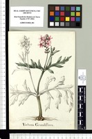 Verbena Grandiflora. Original drawing from Sessé & Mociño's Expedition (1787-1803)