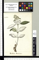 Buddleia americana. Original drawing from Sessé & Mociño's Expedition (1787-1803)