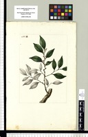 [Schoepfia sp. (Olacaceae)]. Original drawing from Sessé & Mociño's Expedition (1787-1803)