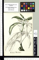 Echites Undulata. Original drawing from Sessé & Mociño's Expedition (1787-1803)