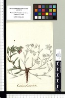 Gentiana Corymbosa. Original drawing from Sessé & Mociño's Expedition (1787-1803)