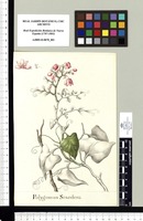 Polygonum Scandens. Original drawing from Sessé & Mociño's Expedition (1787-1803)