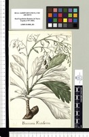 Bocconia Frutescens. Original drawing from Sessé & Mociño's Expedition (1787-1803)