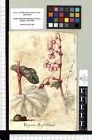 Begonia Syphillitica. Original drawing from Sessé & Mociño's Expedition (1787-1803)