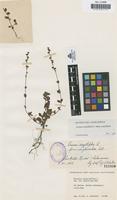 Type of Veronica serpyllifolia L. f. glandulosa Cab. [family SCROPHULARIACEAE]