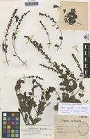 Lectotype of Veronica bolivari Losa [family SCROPHULARIACEAE]