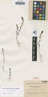Type of Euphrasia ceretana Sennen [family SCROPHULARIACEAE]