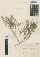Isotype of Achillea santolinoides Lag. [family COMPOSITAE]