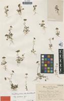 Isotype of Leucanthemum paludosum (Poir.) Pomel subsp. ebusitanum Vogt. [family COMPOSITAE]
