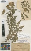Lectotype of Carduus platypus Lange var. celtibericus Pau [family COMPOSITAE]