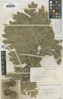 Syntype of Quercus pyrenaica Willd. var. expansa Vicioso [family FAGACEAE]